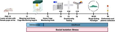 Shifts in naturalistic behaviors induced by early social isolation stress are associated with adult binge-like eating in female rats